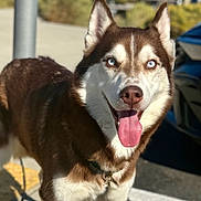 Baby Gurl is registered to the contest to win money with this photo: animal, blue_eyes, brown_and_white, canine, closeup, collar, daylight, dog, ears_up, happy, husky, mammal, outdoor, pet, smiling, street, sunlight, tongue, tongue_out, walking