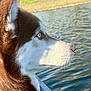 Baby Gurl is registered to the contest to win money with this photo: animal, blue_eyes, calm, canine, closeup, daylight, dog, dog_collar, fur, husky, lake, muzzle, nature, outdoor, peaceful, pet, profile, side_view, sunlight, water