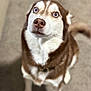 animal, blue_eyes, brown, canine, carpet, closeup, companion, cute, dog, domestic_animal, friendly, fur, husky, indoors, looking_up, mammal, pet, portrait, sitting, white