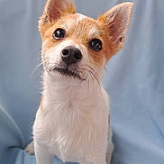 Bijou participe au concours pour gagner de l'argent avec cette photo : dog, puppy, small_dog, curious, ears, head_tilt, white_fur, brown_fur, pet, animal, cute, portrait, close_up, indoor, soft_background, looking_up, whiskers, black_nose, friendly, adorable