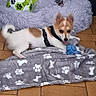 Bijou participe au concours pour gagner de l'argent avec cette photo : animal, ball, blanket, bone_pattern, cozy, cute, dog, floor, fur, harness, indoor, paw_print, pet, pet_bed, playful, puppy, rope_toy, small_dog, tile, toy