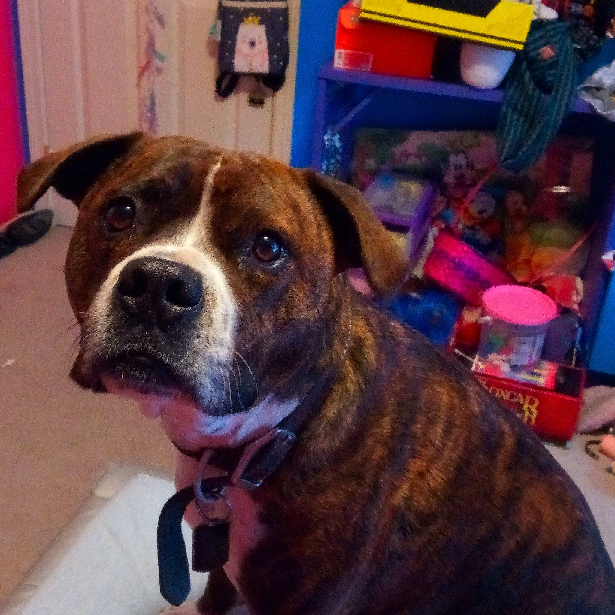 Saint joined the competition — help win amazing prizes! american_bulldog, american_pit_bull_terrier, american_staffordshire_terrier, ancient_dog_breeds, boxer, bulldog, canidae, carnivore, companion_dog, dog, dog_breed, fawn, mammal, non_sporting_group, olde_english_bulldogge, pit_bull, rare_breed_dog, sporting_group, valley_bulldog, vertebrate