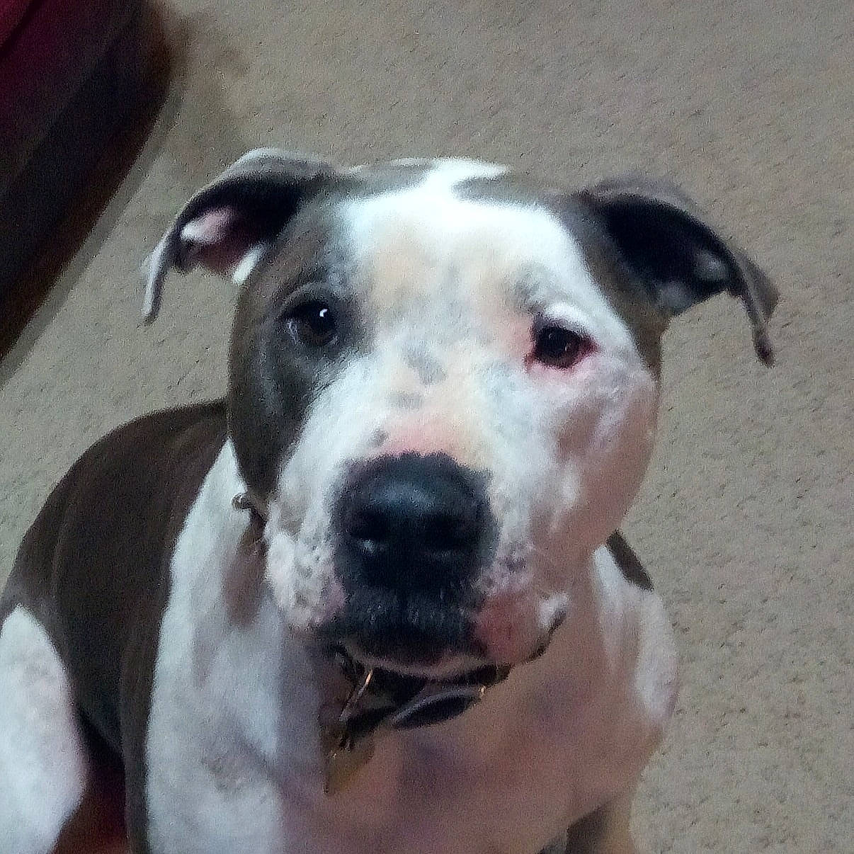 Blue joined the competition — help win amazing prizes! american_bulldog, american_pit_bull_terrier, american_staffordshire_terrier, bull_and_terrier, bully_kutta, canidae, carnivore, catahoula_bulldog, dog, dog_breed, fawn, mammal, non_sporting_group, nose, old_english_terrier, pit_bull, rare_breed_dog, snout, vertebrate, whiskers