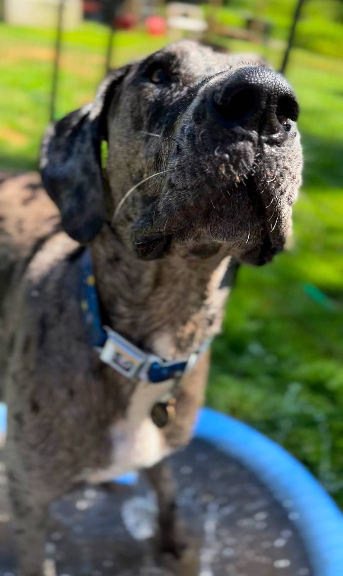 Morpheus joined the competition — help win amazing prizes! canidae, carnivore, collar, companion_dog, dog, dog_breed, dog_collar, fawn, grass, liver, pet_supply, plant, snout, soil, sporting_group, terrestrial_animal, throat, webbing, working_animal, working_dog