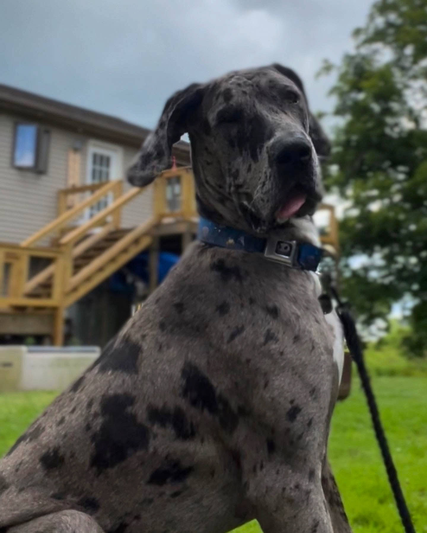 Morpheus joined the competition — help win amazing prizes! building, canidae, carnivore, cloud, collar, companion_dog, dog, dog_breed, dog_collar, fawn, pet_supply, plant, rampur_greyhound, sighthound, sky, snout, sporting_group, tree, window, working_animal