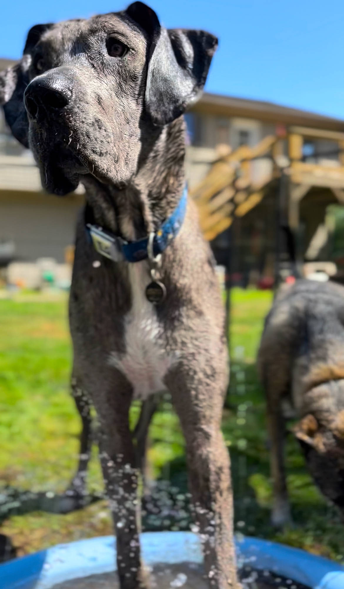 Morpheus joined the competition — help win amazing prizes! canidae, carnivore, collar, companion_dog, dog, dog_breed, dog_collar, fawn, grass, hunting_dog, non_sporting_group, pet_supply, sky, snout, sporting_group, terrestrial_animal, whiskers, working_animal, working_dog