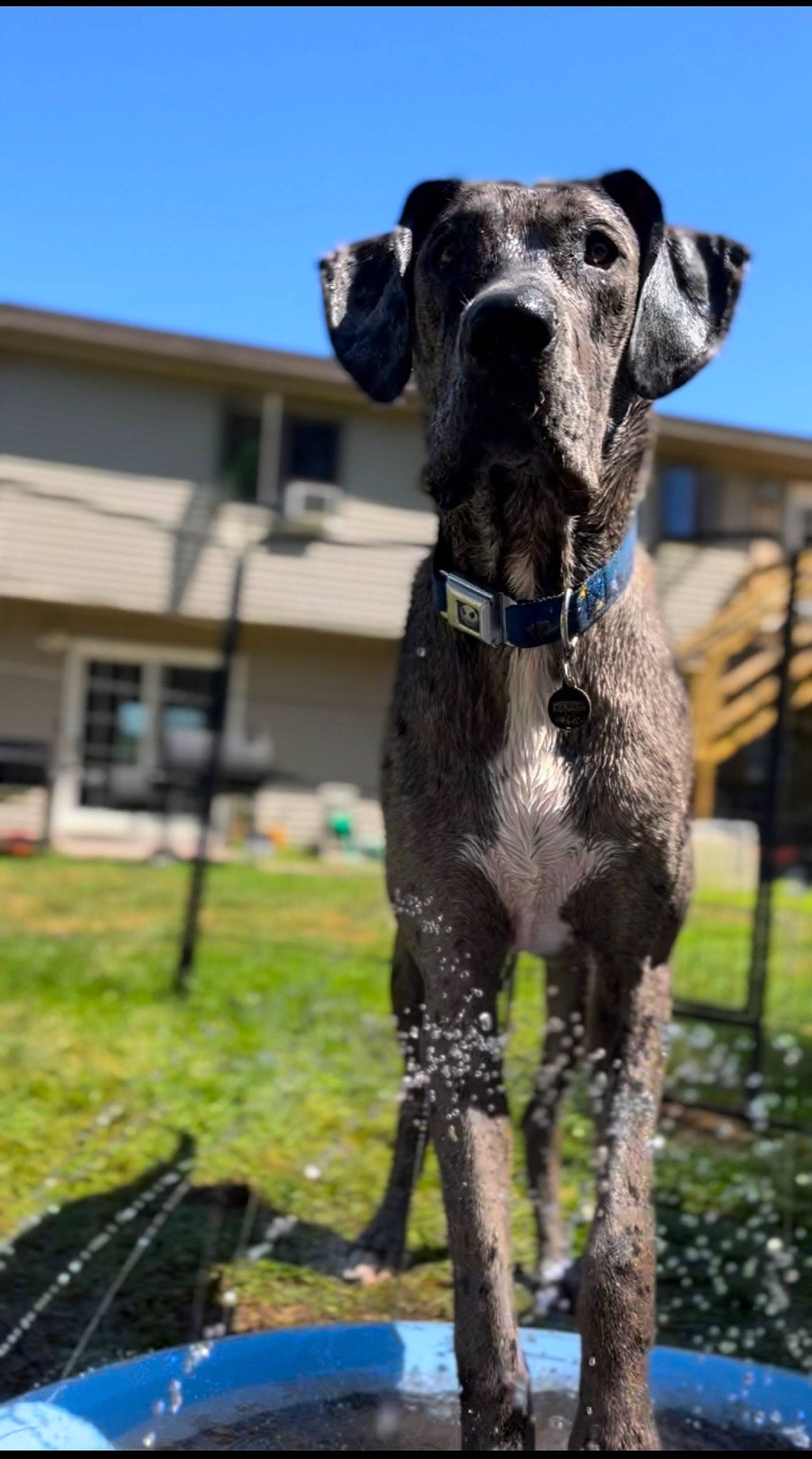 Morpheus joined the competition — help win amazing prizes! blue, building, canidae, carnivore, collar, companion_dog, dog, dog_breed, dog_collar, fawn, grass, great_dane, pet_supply, plant, sky, snout, sporting_group, terrestrial_animal, working_animal, working_dog