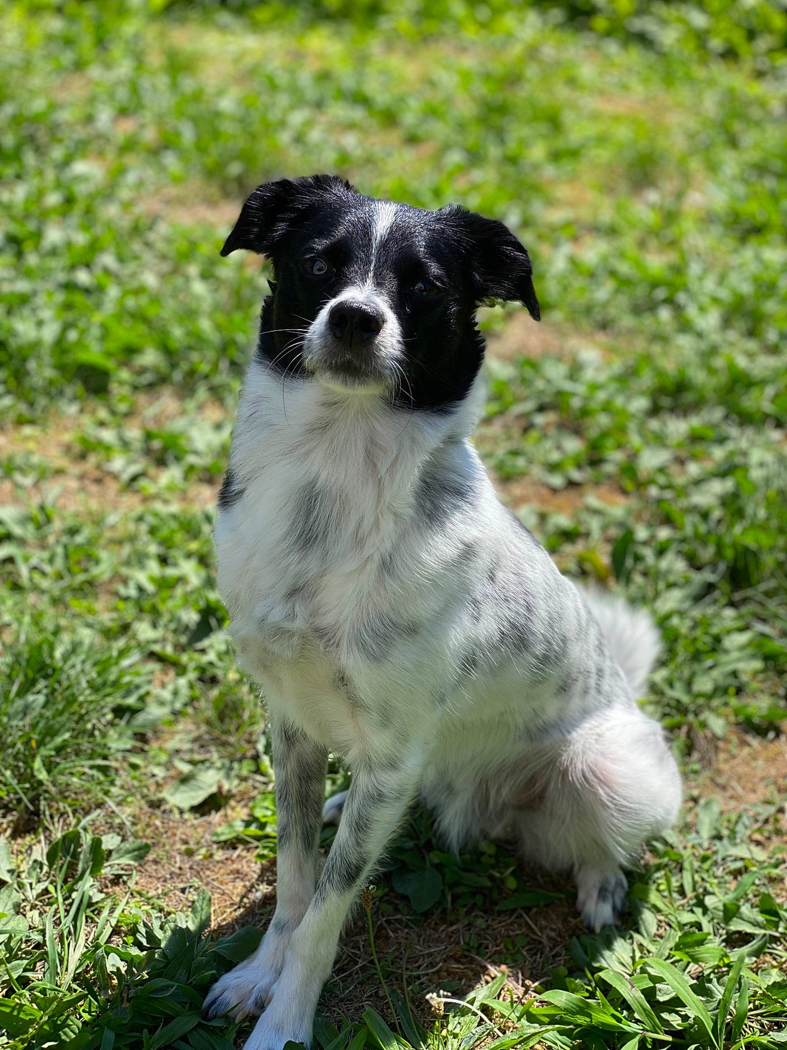 Ace participe au concours pour gagner de l'argent avec cette photo : canidae, carnivore, companion_dog, dog, dog_breed, grass, grassland, groundcover, hunting_dog, plant, snout, sporting_group, tail, terrestrial_animal, working_animal, working_dog