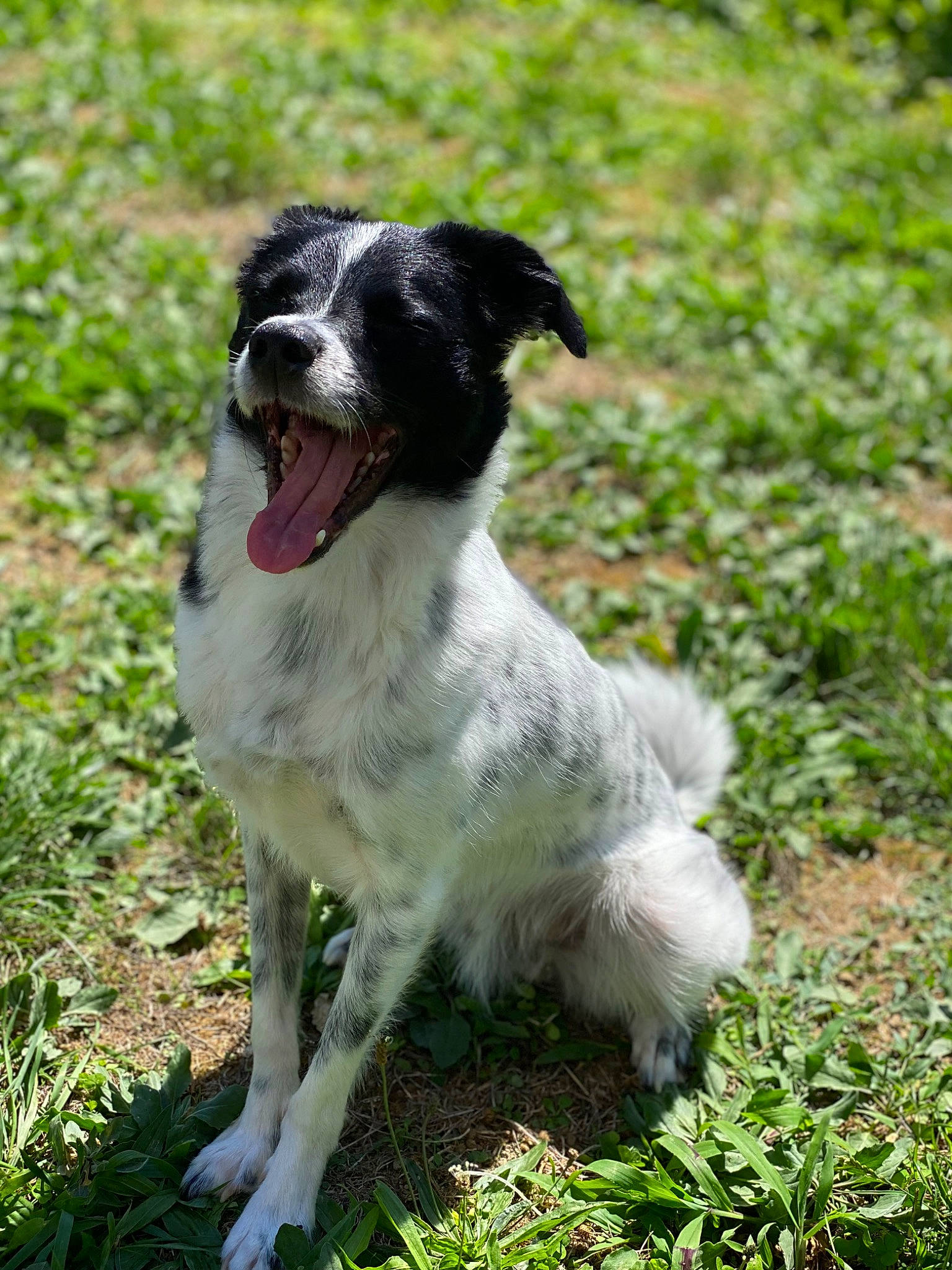 Ace participe au concours pour gagner de l'argent avec cette photo : canidae, carnivore, companion_dog, dog, dog_breed, grass, grassland, groundcover, herding_dog, hunting_dog, plant, snout, sporting_group, tail, terrestrial_animal, whiskers, working_animal, working_dog