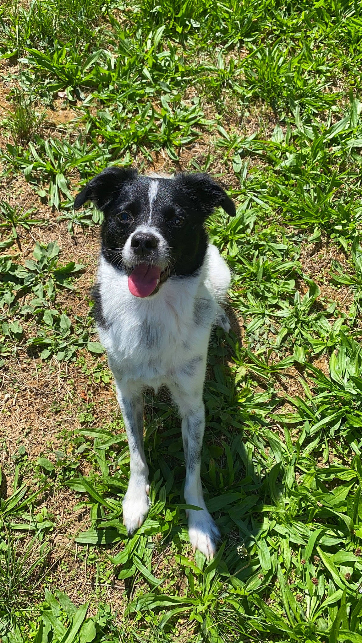 Ace a rejoint le concours — aidez-le/la à gagner de superbes lots ! canidae, carnivore, companion_dog, dog, dog_breed, grass, groundcover, herding_dog, hunting_dog, plant, sporting_group, tail, terrestrial_plant, whiskers, working_animal, working_dog