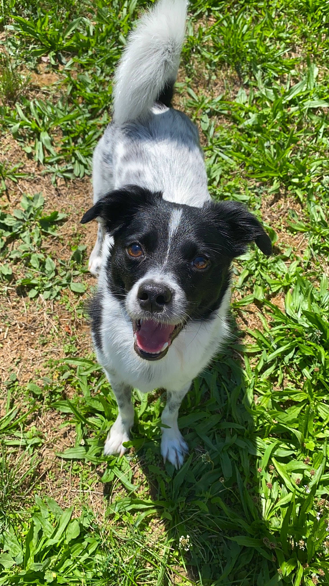 Ace a rejoint le concours — aidez-le/la à gagner de superbes lots ! borador, canidae, carnivore, companion_dog, dog, dog_breed, grass, groundcover, herding_dog, plant, snout, sporting_group, tail, whiskers, working_dog