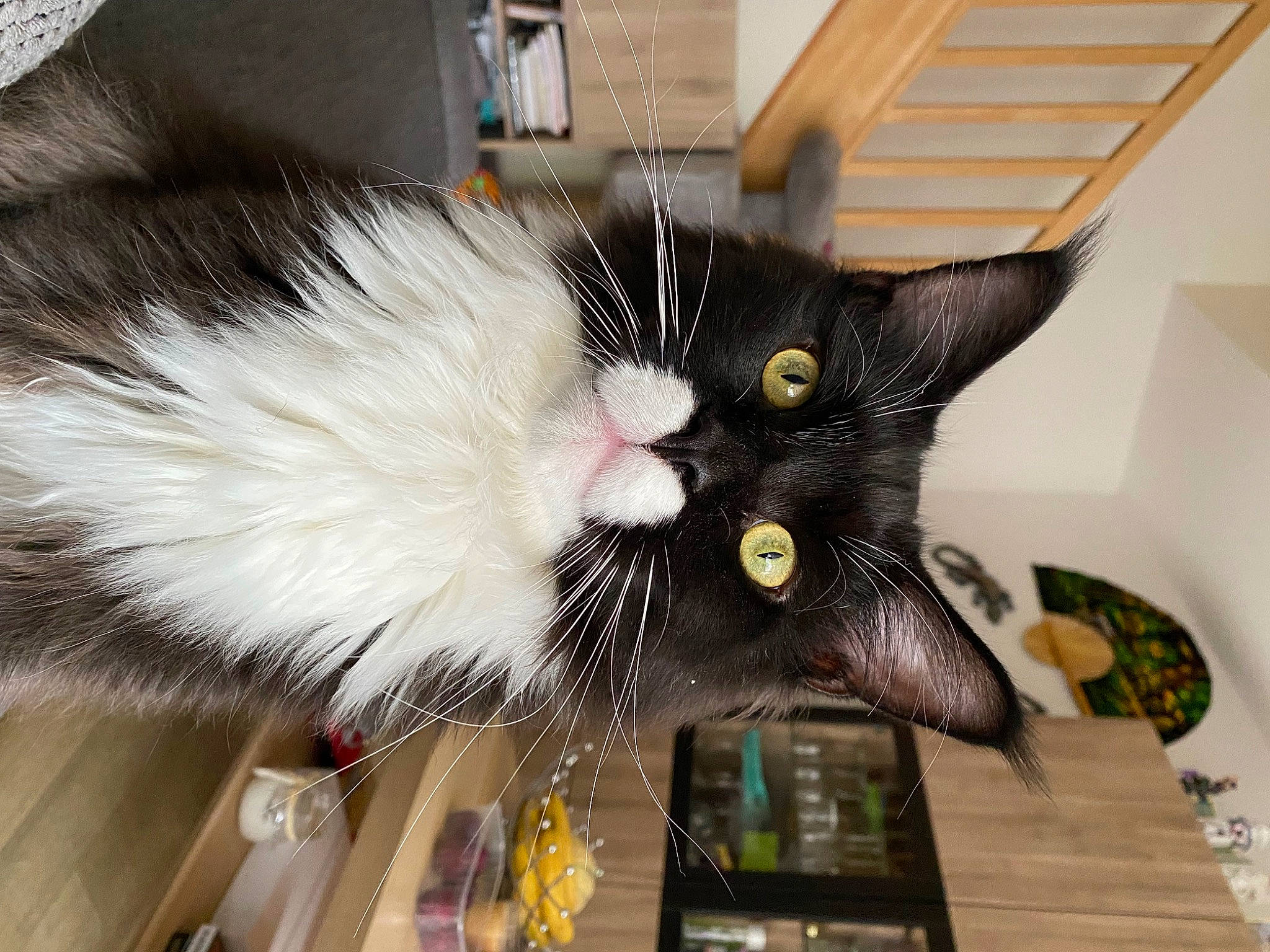 Tayc participe au concours pour gagner de l'argent avec cette photo : carnivore, cat, domestic_short_haired_cat, fashion_accessory, felidae, fur, plant, small_to_medium_sized_cats, snout, tail, whiskers