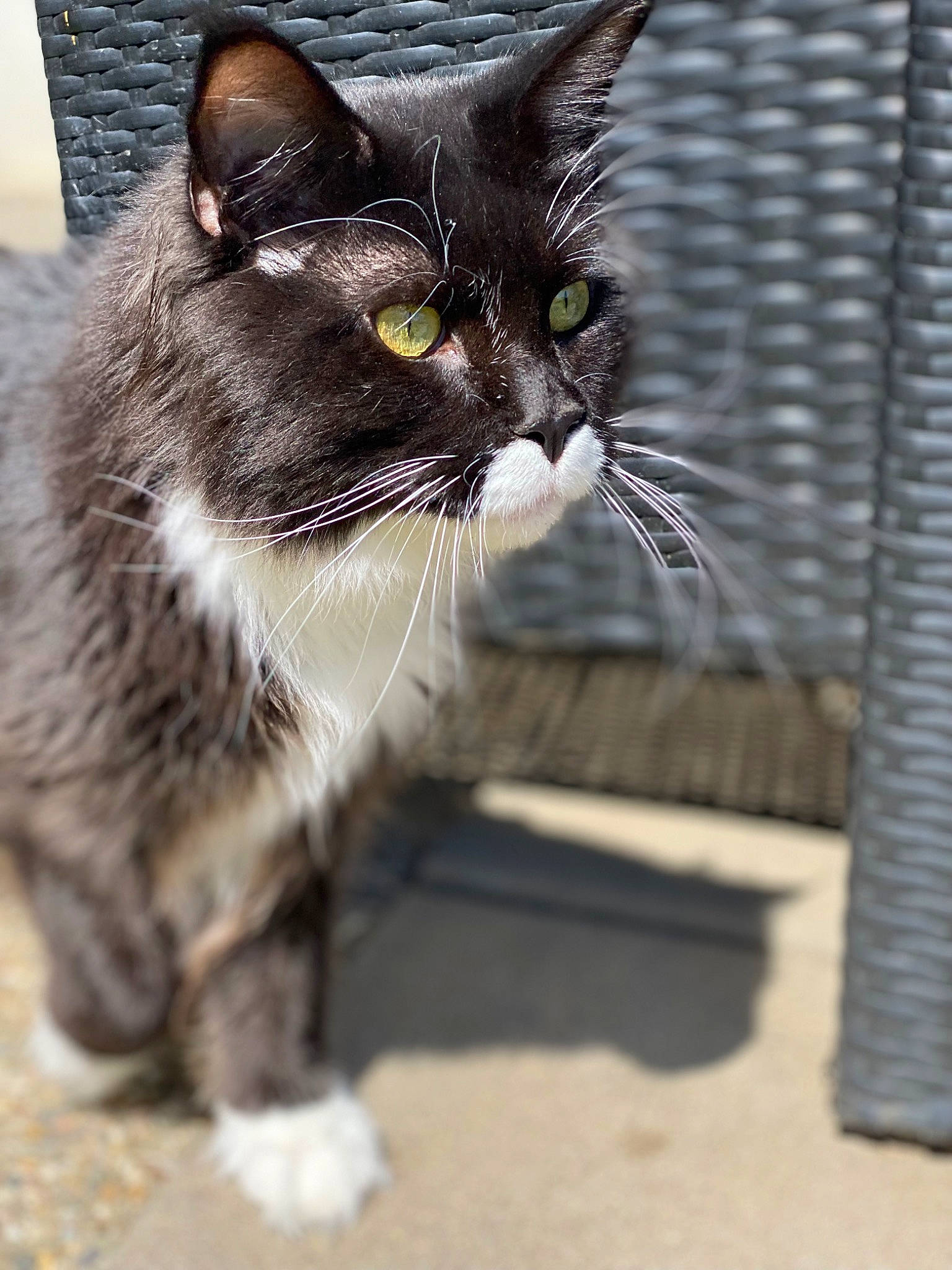 Tayc participe au concours pour gagner de l'argent avec cette photo : black_cat, carnivore, cat, claw, domestic_short_haired_cat, eye, felidae, foot, fur, grey, paw, road_surface, sitting, small_to_medium_sized_cats, snout, tail, terrestrial_animal, whiskers, wildlife, window