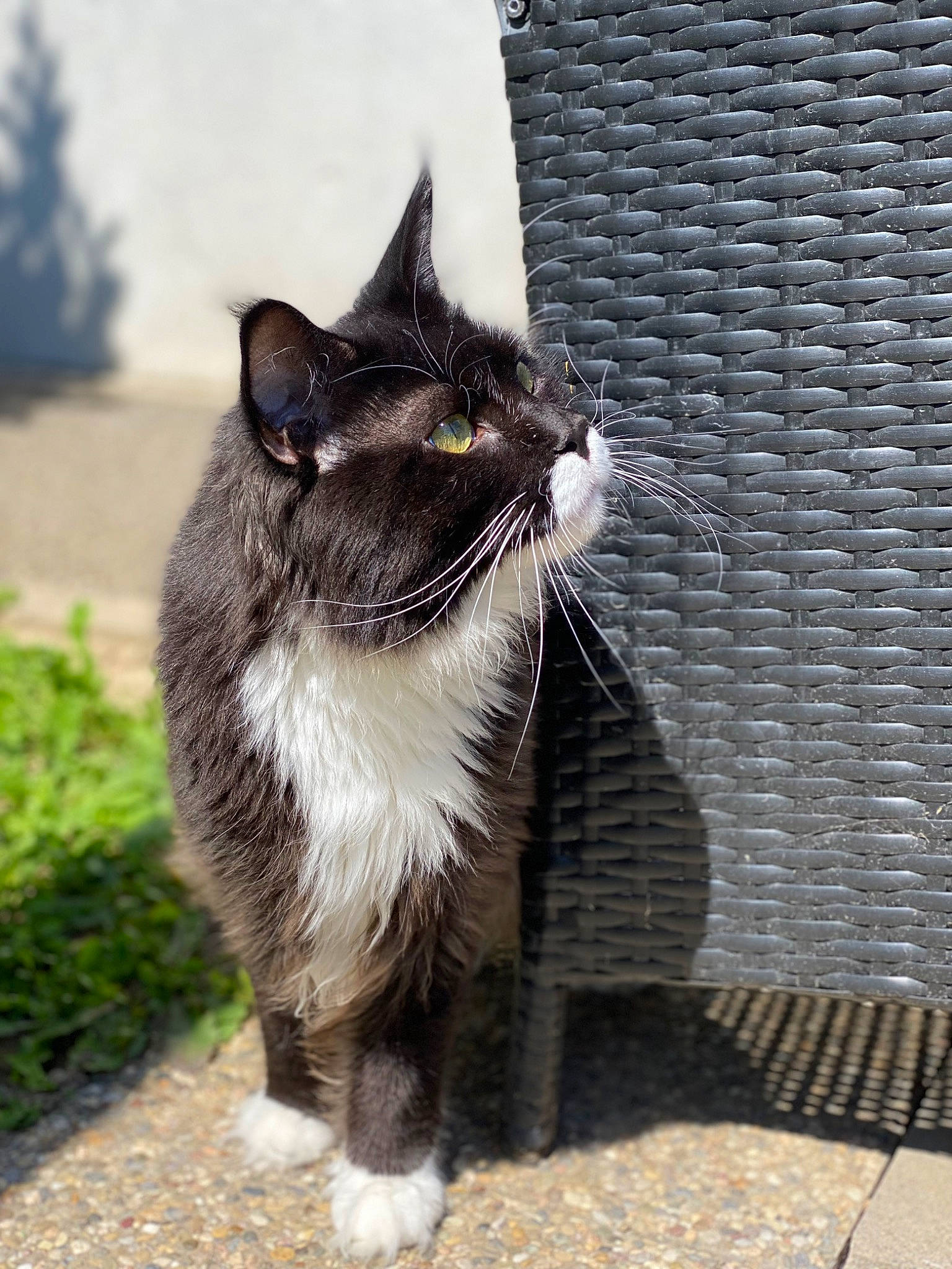 Tayc participe au concours pour gagner de l'argent avec cette photo : black_cat, carnivore, cat, collar, domestic_short_haired_cat, eye, felidae, fur, grass, grey, paw, plant, road_surface, small_to_medium_sized_cats, snout, tail, terrestrial_animal, tree, whiskers, window