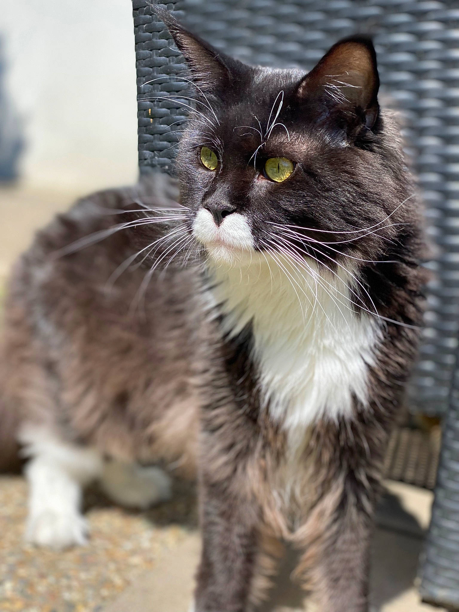 Tayc a rejoint le concours — aidez-le/la à gagner de superbes lots ! carnivore, cat, claw, domestic_short_haired_cat, felidae, fur, grass, paw, sitting, small_to_medium_sized_cats, snout, tail, terrestrial_animal, whiskers