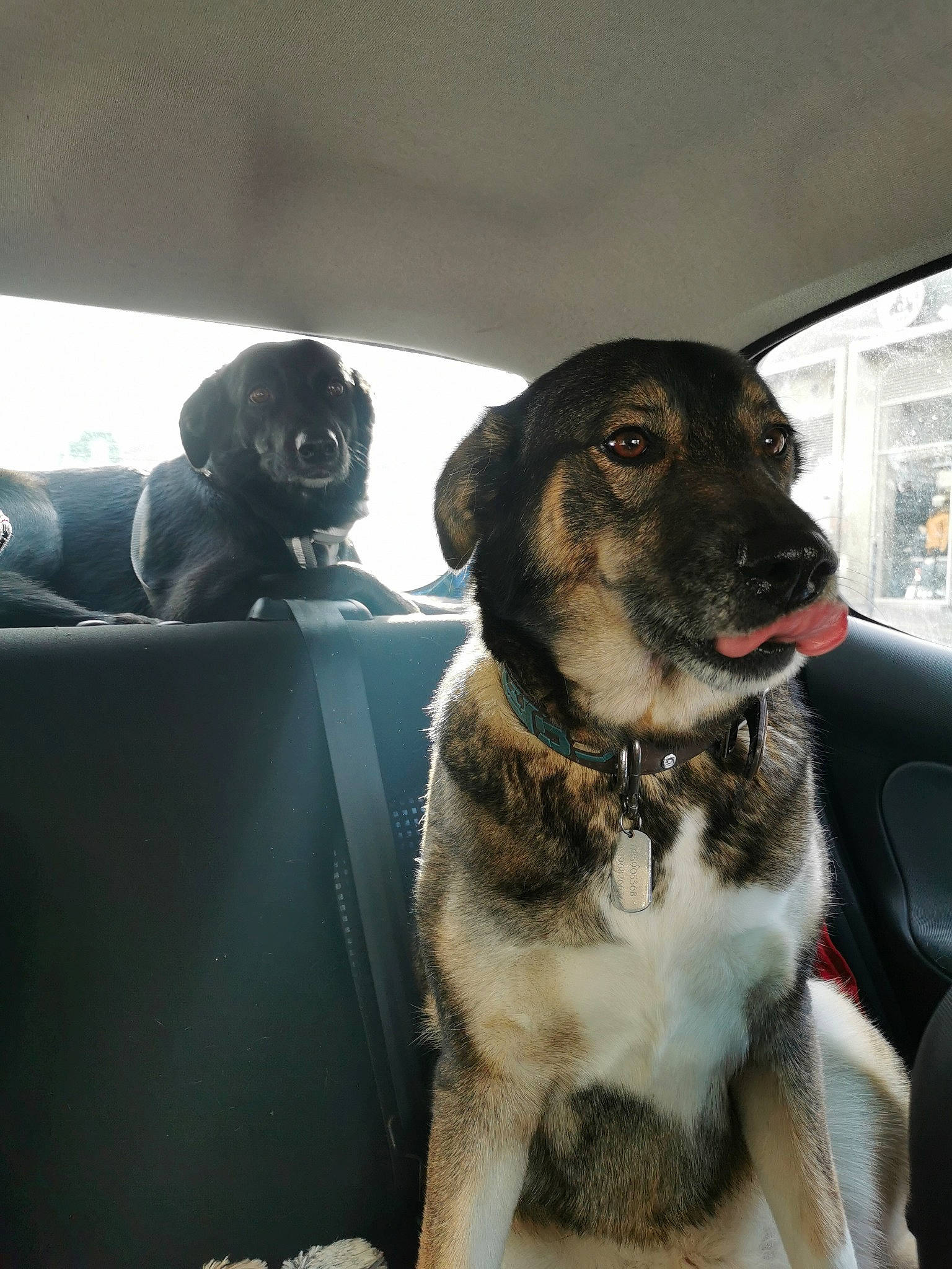 Calypso a rejoint le concours — aidez-le/la à gagner de superbes lots ! canidae, carnivore, collar, companion_dog, dog, dog_breed, fawn, figurine, fur, pet_supply, snout, sporting_group, toy, vertebrate, whiskers, working_animal, working_dog