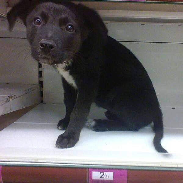 Calypso a rejoint le concours — aidez-le/la à gagner de superbes lots ! black, canidae, carnivore, companion_dog, display_device, dog, dog_breed, flat_panel_display, floor, flooring, fur, grey, snout, sporting_group, tail, vertebrate, wood_stain, working_animal