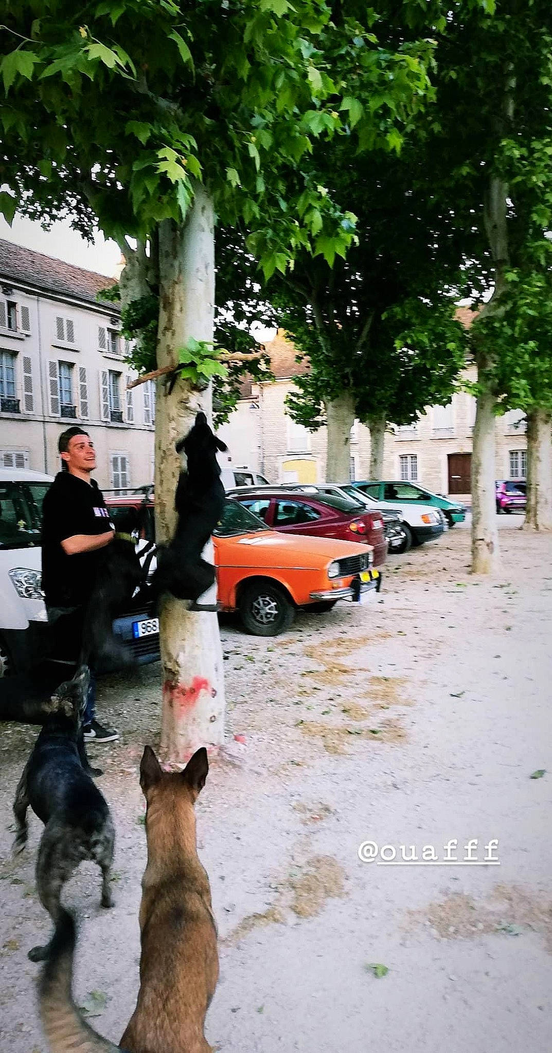 Calypso a rejoint le concours — aidez-le/la à gagner de superbes lots ! ancient_dog_breeds, canidae, carnivore, companion_dog, dog, dog_breed, dog_walking, family_car, full_size_car, guard_dog, human, land_vehicle, law_enforcement, parking, sedan, sidewalk, snout, sporting_group, street_dog, working_dog