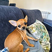 Vasco a rejoint le concours — aidez-le/la à gagner de superbes lots ! animal, architecture, blanket, building, canine, chair, chihuahua, couch, cushion, dog, furniture, homedecor, hound, indoors, interiordesign, livingroom, pet, pillow, puppy, room