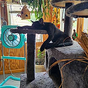 Theo is registered to the contest to win money with this photo: animal, black_cat, cat, cat_tree, cozy, daylight, decor, fan, furniture, home, houseplant, indoor, pet, plant, relaxing, resting, stretching, sunlight, window, wood_paneling