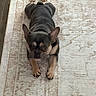 alert, animal, black_and_tan, carpet, claws, cute, dog, floor, french_bulldog, home, indoor, lying_down, overhead_view, patterned_background, paws, pet, portrait, rug, short_muzzle, upright_ears