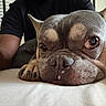 Astro is registered to the contest to win money with this photo: dog, bulldog, french_bulldog, pet, animal, close_up, portrait, face, eyes, ears, nose, paws, fur, gray_coat, lying_down, cushion, couch, person, indoor, window