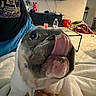 Astro joined the competition — help win amazing prizes! dog, pet, tongue, close_up, portrait, funny, goofy, gray_fur, white_fur, short_hair, large_eyes, black_nose, indoors, living_room, blanket, coffee_table, television, furniture, home, playful