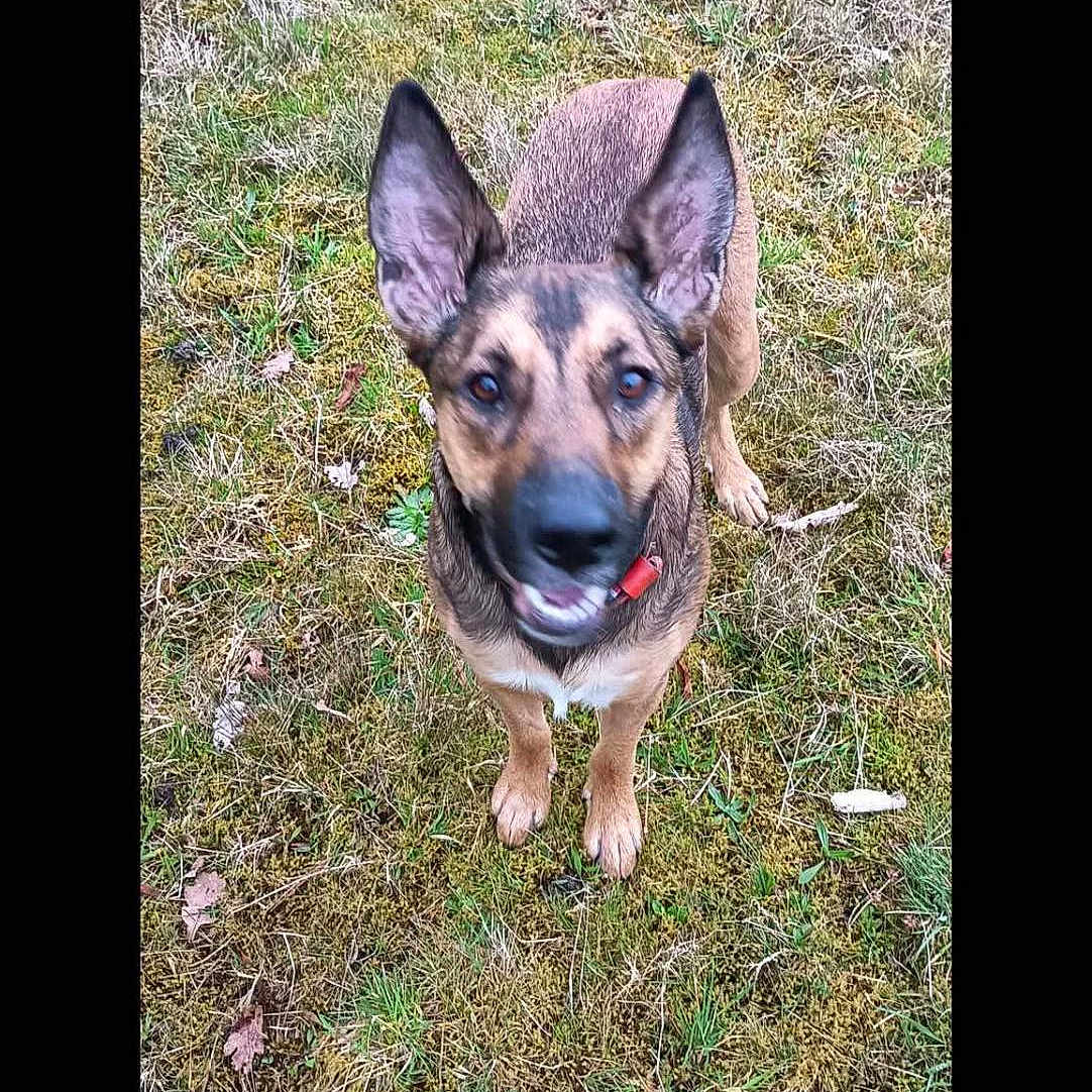 Nala