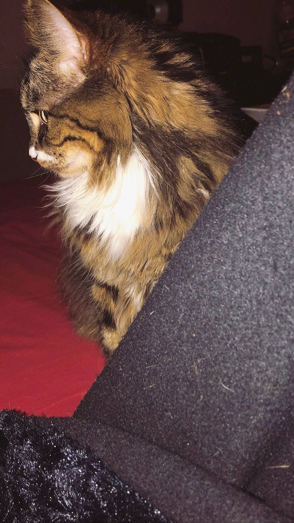 Opale participe au concours pour gagner de l'argent avec cette photo : carnivore, cat, domestic_long_haired_cat, felidae, fur, kitten, maine_coon, norwegian_forest_cat, siberian, small_to_medium_sized_cats, tail, whiskers