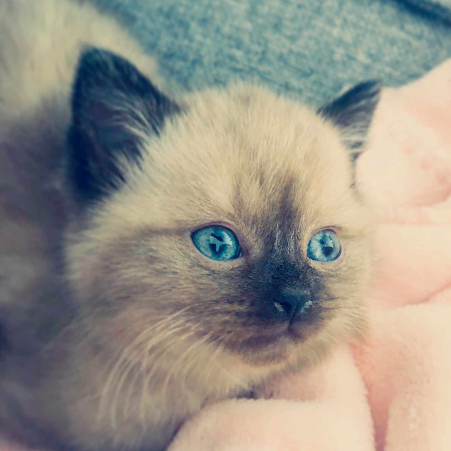 Boo participe au concours pour gagner de l'argent avec cette photo : kitten, cat, siamese, blue_eyes, fur, whiskers, close_up, pet, cute, animal, soft, blanket, pink, face, young, feline, indoor, cozy, portrait, small