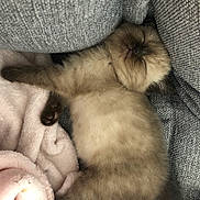 Boo a rejoint le concours — aidez-le/la à gagner de superbes lots ! kitten, sleeping, cozy, blanket, cushion, fur, pet, resting, cute, animal, indoor, soft, nap, feline, adorable, relaxed, comfy, gray, pink, small