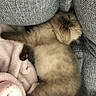 kitten, sleeping, cozy, blanket, cushion, fur, pet, resting, cute, animal, indoor, soft, nap, feline, adorable, relaxed, comfy, gray, pink, small