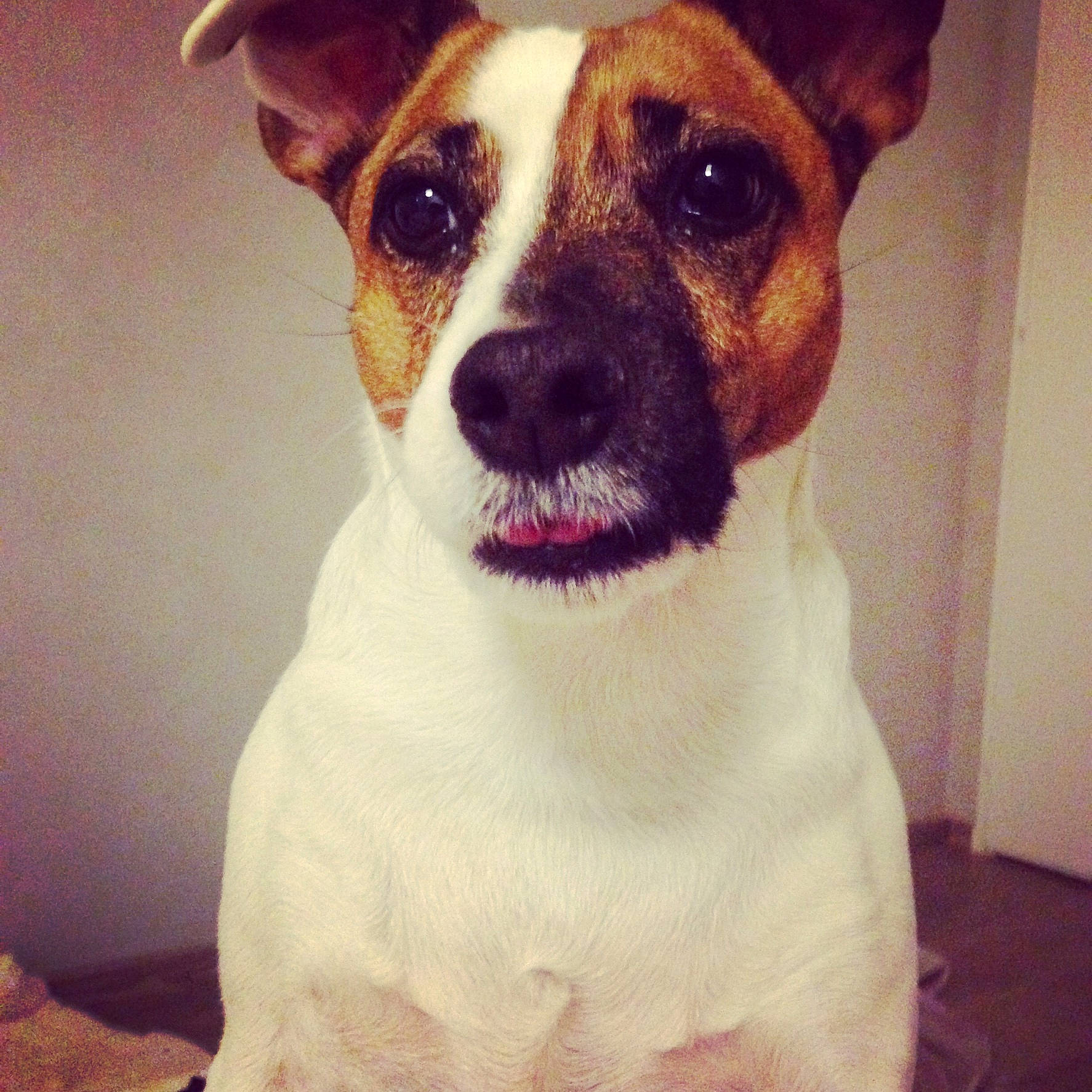 Eyka a rejoint le concours — aidez-le/la à gagner de superbes lots ! brazilian_terrier, canidae, carnivore, companion_dog, danish_swedish_farmdog, dog, dog_breed, fawn, feist, irishjacks, jack_russell_terrier, mammal, rare_breed_dog, rat_terrier, russell_terrier, snout, sporting_group, teddy_roosevelt_terrier, tenterfield_terrier, vertebrate