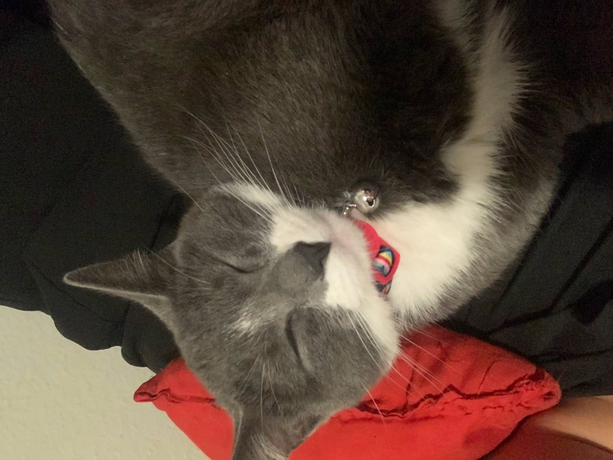 Bella is registered to the contest to win money with this photo: canidae, carmine, carnivore, cat, claw, comfort, dog_breed, domestic_short_haired_cat, fang, felidae, foot, fur, grey, moustache, nap, paw, small_to_medium_sized_cats, snout, tail, whiskers