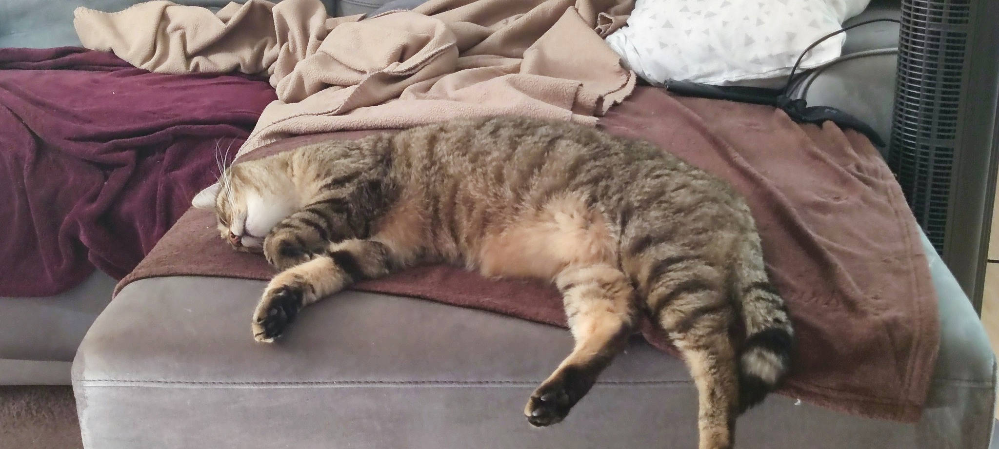 Ron a rejoint le concours — aidez-le/la à gagner de superbes lots ! carnivore, cat, claw, comfort, domestic_short_haired_cat, felidae, fur, nap, paw, sleep, small_to_medium_sized_cats, tail, terrestrial_animal, whiskers, wood