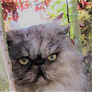 Titi a rejoint le concours — aidez-le/la à gagner de superbes lots ! asian_semi_longhair, british_semi_longhair, carnivoran, cat, cat_like_mammal, domestic_long_haired_cat, domestic_short_haired_cat, persian, small_to_medium_sized_cats, snout, whiskers