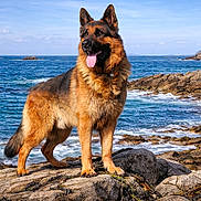 Mike participe au concours pour gagner de l'argent avec cette photo : animal, canine, coast, dog, ears_up, fur, german_shepherd, landscape, nature, ocean, outdoor, pet, rocky_shore, sea, sky, standing, sunlight, tongue_out, water, waves