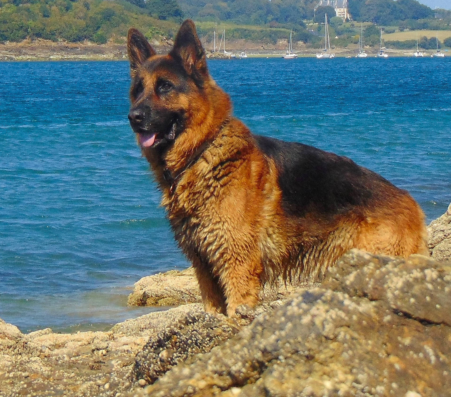 Mike participe au concours pour gagner de l'argent avec cette photo : beach, canidae, carnivore, dog, dog_breed, east_european_shepherd, fawn, german_shepherd_dog, herding_dog, king_shepherd, lake, ocean, old_german_shepherd_dog, rock, sporting_group, terrestrial_animal, water, wildlife, working_animal, working_dog