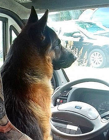 Mike participe au concours pour gagner de l'argent avec cette photo : automotive_design, automotive_exterior, automotive_lighting, car, carnivore, companion_dog, dog, german_shepherd_dog, herding_dog, hood, light, mammal, motor_vehicle, photograph, tire, vehicle, vehicle_door, vertebrate, wheel, window