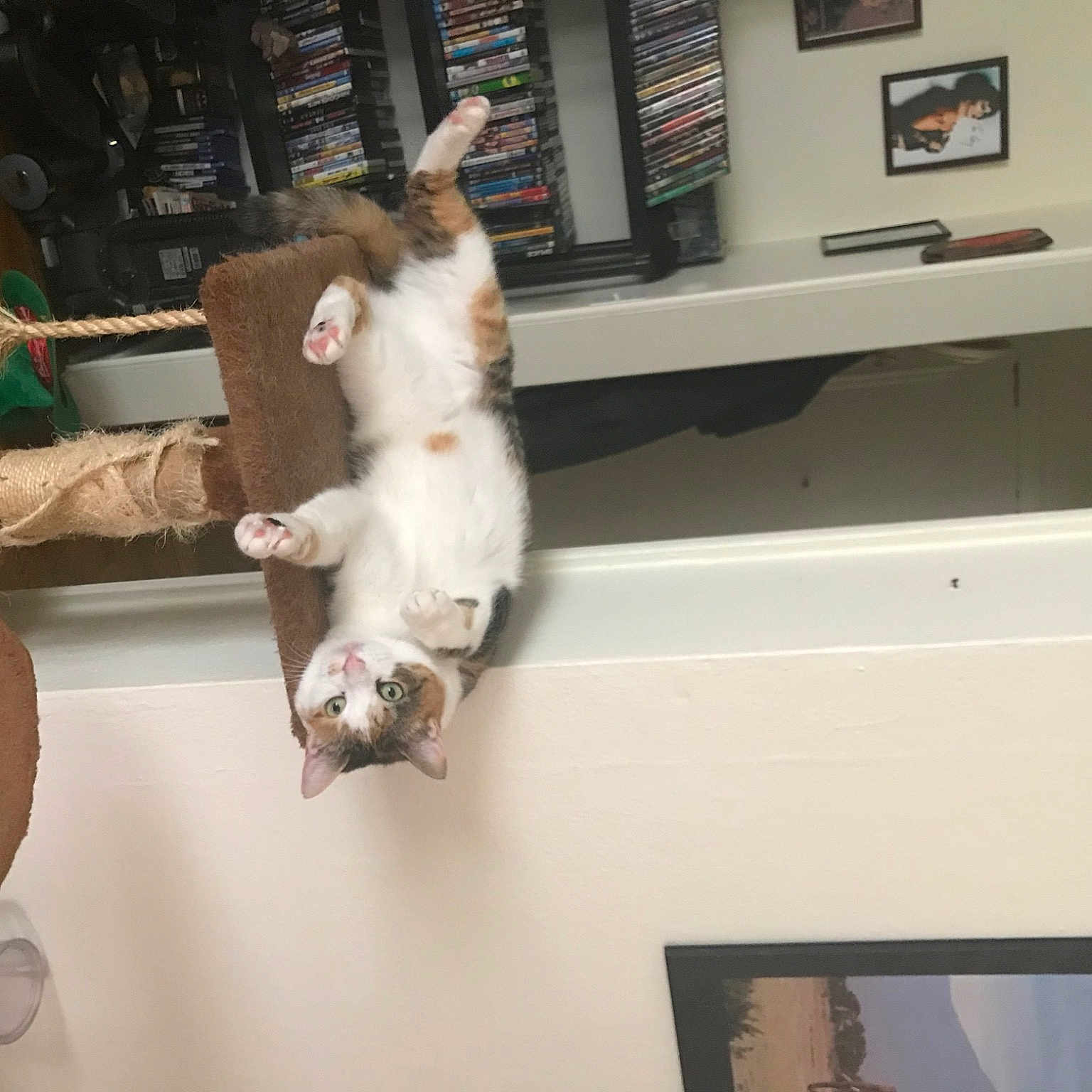 Cleo