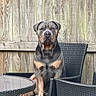 animal, backyard, black, brown, calm, canine, chair, daytime, dog, fence, fur, outdoor, paw, pet, portrait, relaxed, sitting, table, wicker_furniture, wooden_fence