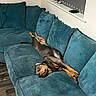 Milo is registered to the contest to win money with this photo: blanket, canine, comfort, couch, cozy, curtain, dog, domestic_animal, furniture, household, indoor, living_room, pet, pillow, relaxation, resting, sleeping, teal, window, wood_floor