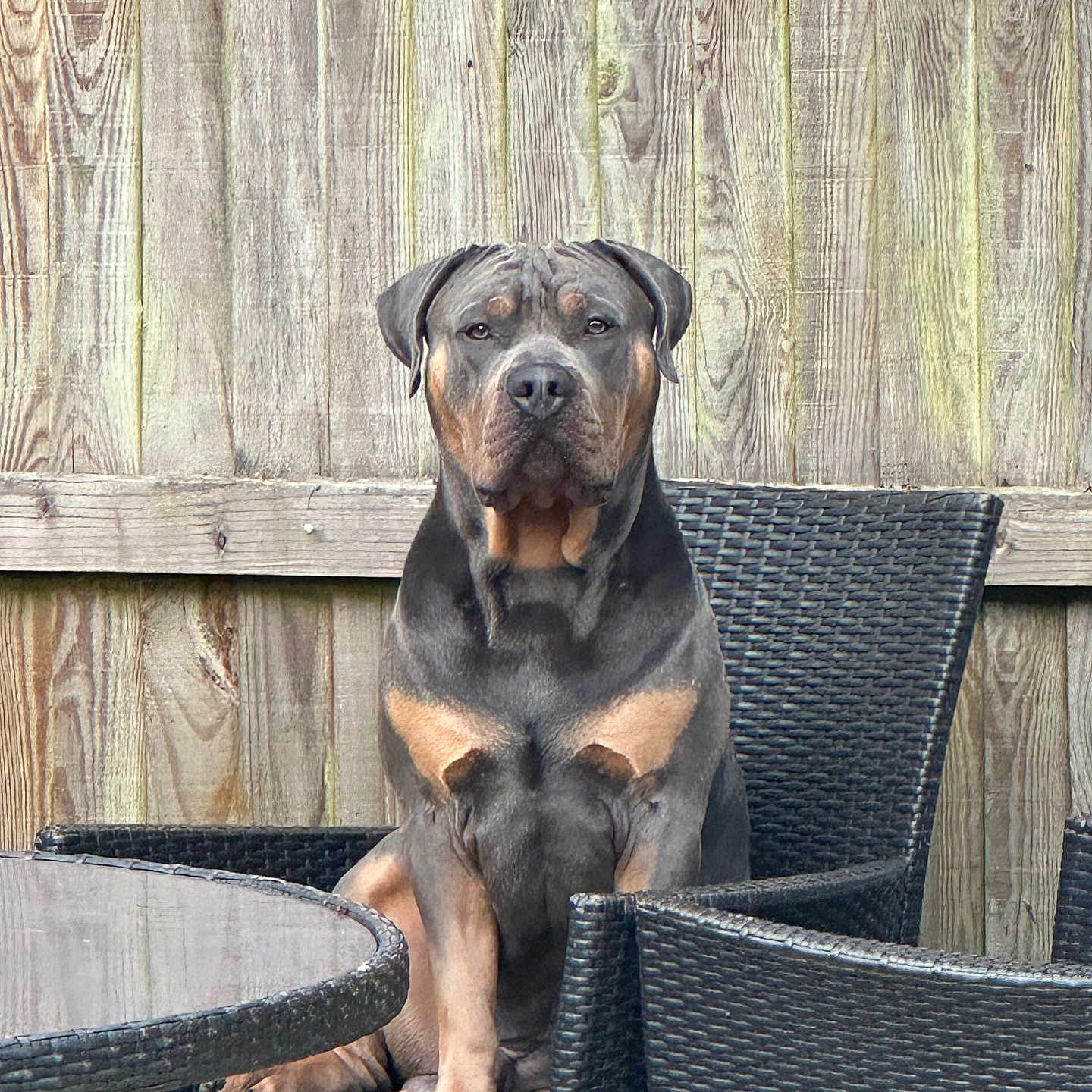 Milo joined the competition — help win amazing prizes! dog, pet, animal, chair, outdoor, fence, wood, patio, table, wicker, seated, brown, black, expressionless, stoic, calm, domestic, companion, resting, summer