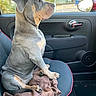 Milo is registered to the contest to win money with this photo: dog, car_interior, seat, window, side_mirror, door_handle, clothing, brown, gray, tan, sitting, pet, animal, looking_out_window, calm, daylight, business_sign, greenery, modern, clean