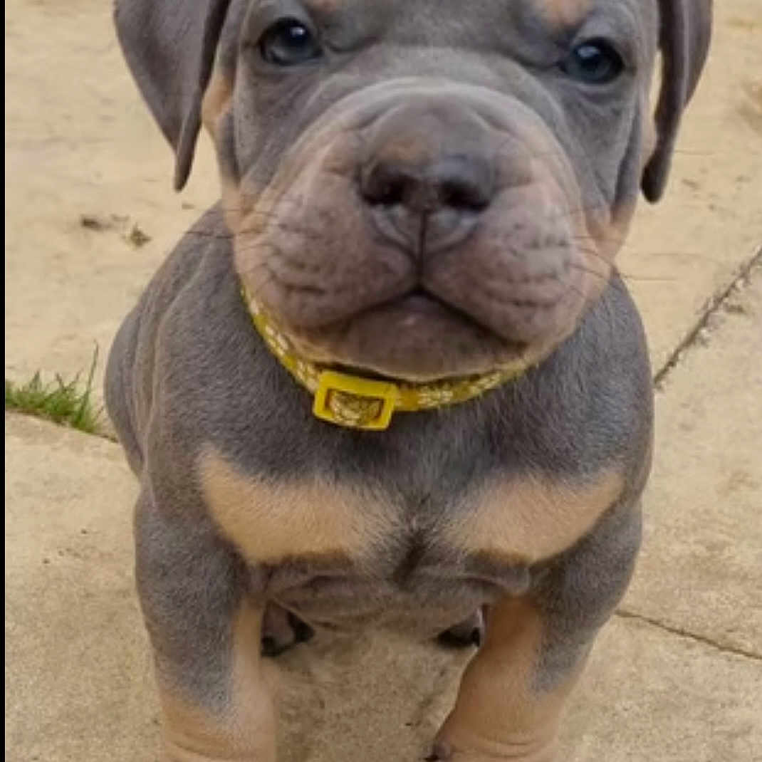 Milo