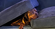 Milo is registered to the contest to win money with this photo: animal, blue, brown_dog, canine, comfort, couch, cozy, cushion, dog, furniture, hiding, home, indoor, peeking, pet, playful, relaxed, resting, rope_toy, wooden_floor