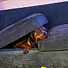 animal, blue, brown_dog, canine, comfort, couch, cozy, cushion, dog, furniture, hiding, home, indoor, peeking, pet, playful, relaxed, resting, rope_toy, wooden_floor