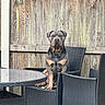 animal, backyard, black, brown, calm, chair, companion, daytime, dog, domestic, fence, outdoor, patio, pet, quiet, relaxed, seated, summer, wicker_furniture, wood