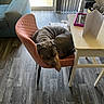 Milo joined the competition — help win amazing prizes! dog, chair, pink_chair, tablet, table, greeting_card, floor, wood_floor, curtains, vertical_blinds, window, door, living_room, indoor, pet, resting, cozy, sunlight, home, furniture