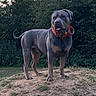 alert, animal, canine, collar, daylight, dog, ears, fur, grass, greenery, landscape, mound, nature, outdoor, park, pet, standing, tail, tongue, tree